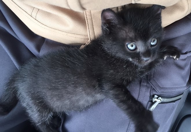 生後39日目 目の色 黒猫成長日記